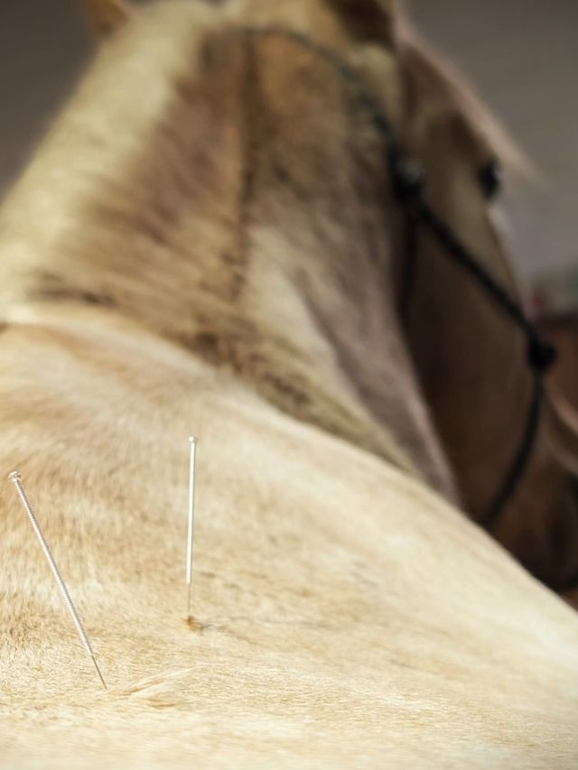 Dry Needling am Pferd